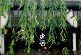 柳树处暑解渴凉爽免抠