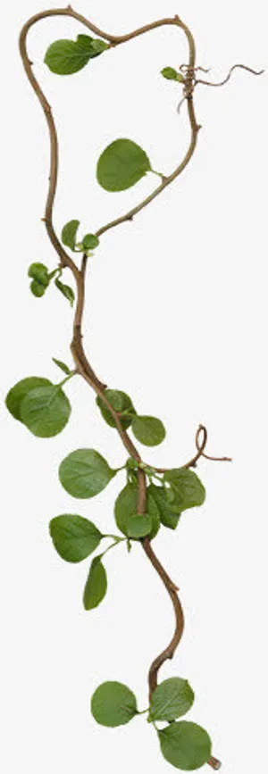 藤蔓免抠