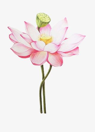 手绘荷花莲蓬免抠