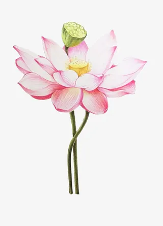 手绘荷花莲蓬免抠