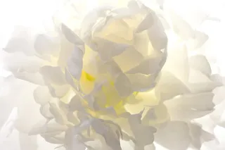 阳光透过花瓣高清免抠