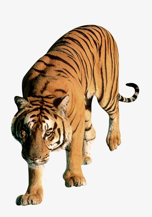 老虎免抠元素免抠
