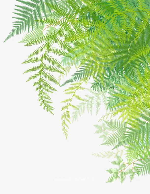 手绘鲜花绿植树叶免抠免抠