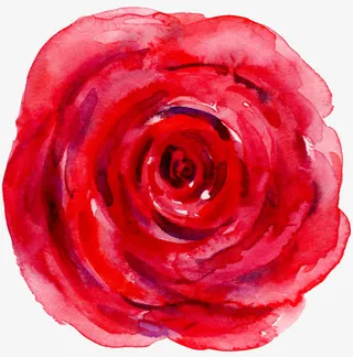 玫瑰花俯视图免抠