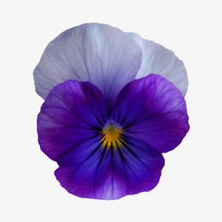 鲜花素材唯美免抠