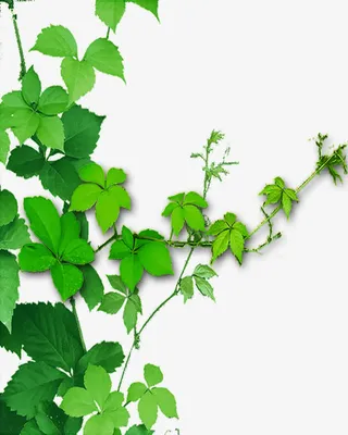 绿叶枝叶边角装饰免抠