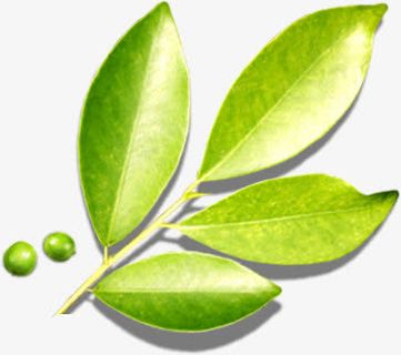 春天黄绿色化妆品绿叶装饰免抠