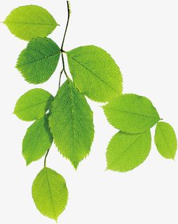 春天绿叶水滴植物装饰免抠