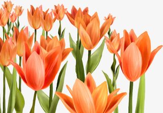 手绘红黄色花朵绿叶免抠