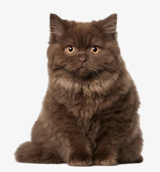 坐立的波斯猫免抠