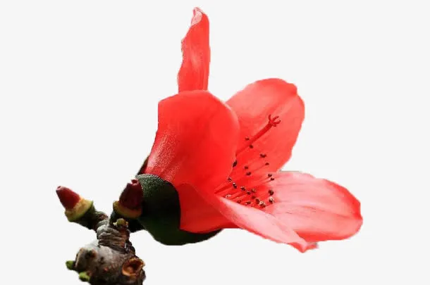 一朵向左盛放的红色木棉花实物带免抠