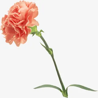 清新节日花朵植物母亲节免抠