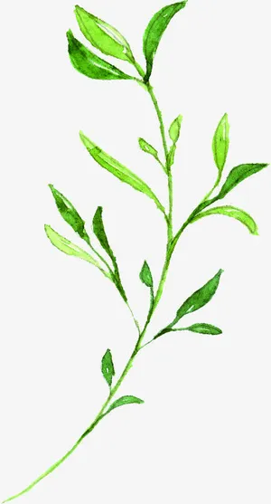 绿色手绘文艺小草树枝装饰免抠