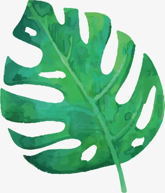 绿色树叶龟背竹免抠