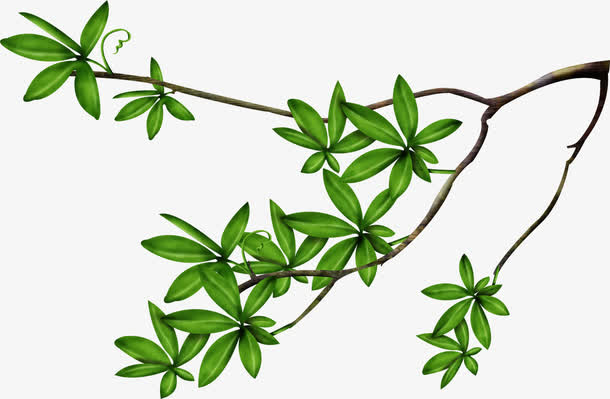 手绘小清新风格绿色树叶枝芽免抠