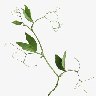 绿叶 背景装饰免抠