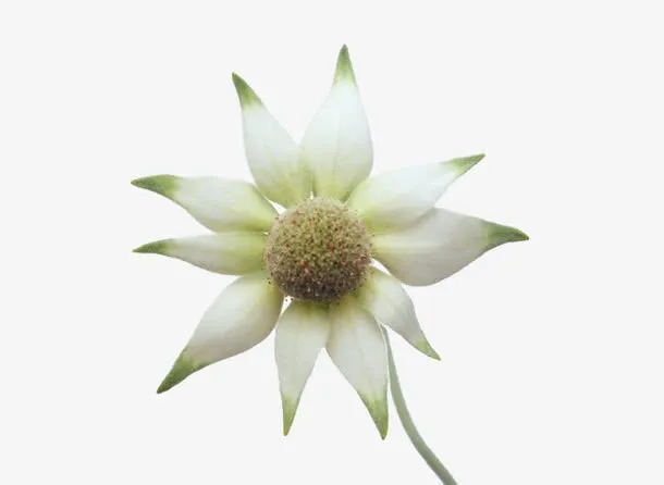 白色花朵免抠
