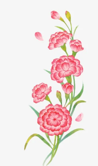 水彩康乃馨免抠