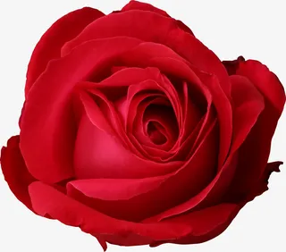 玫瑰花装饰免抠