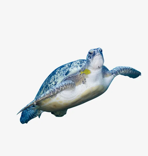 高清大海龟免抠