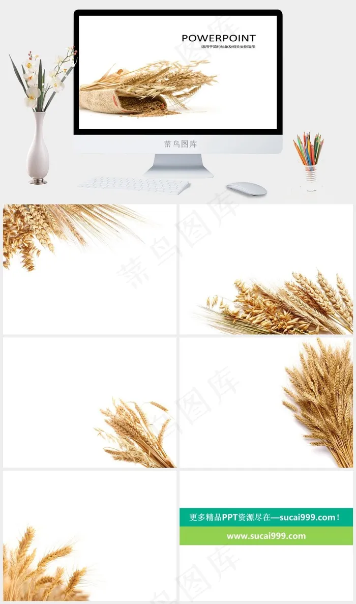 金黄麦穗ppt白色突出简洁PPT模板