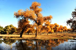 额济纳胡杨图片