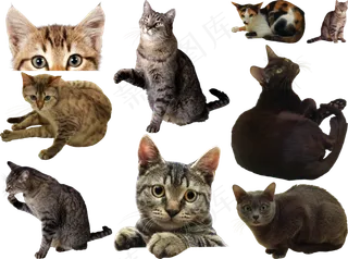 猫png免扣高清素材图片