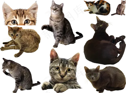 猫png免扣高清素材图片 猫png免扣高清素材图片