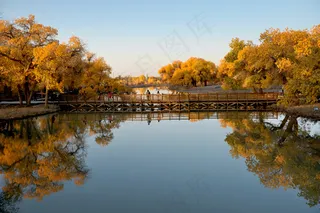 额济纳胡杨图片