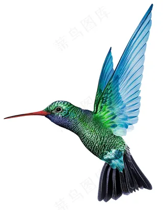 蜂鸟图片