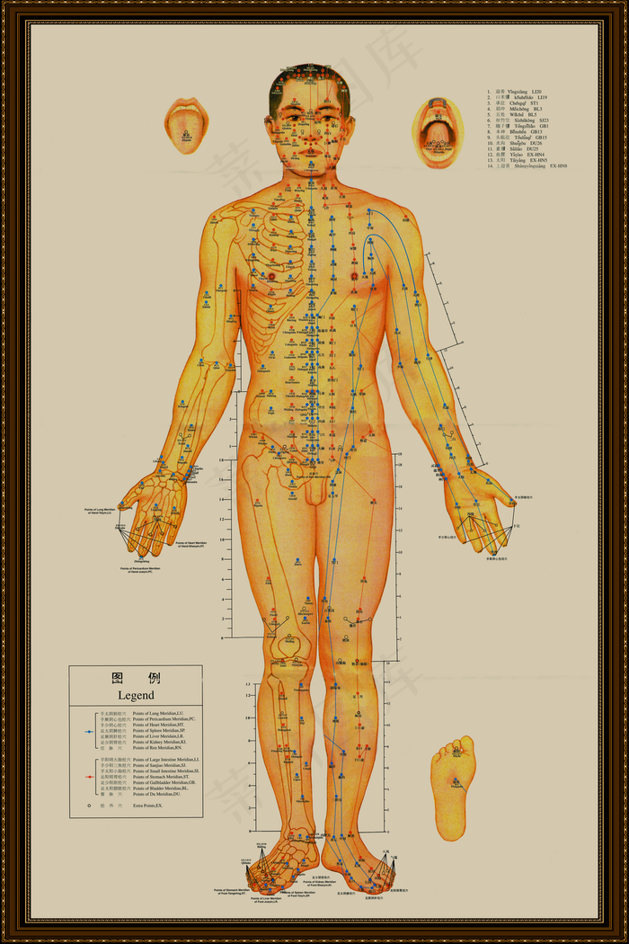 男性穴位图图片(3543x5315)psd模版下载