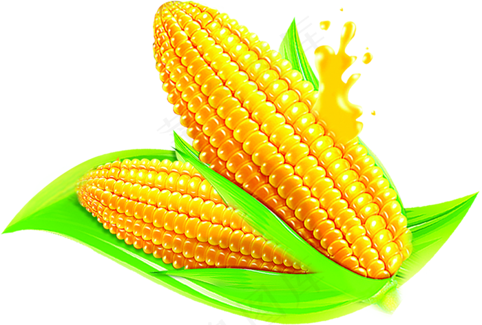 玉米图片