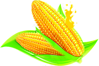 玉米图片
