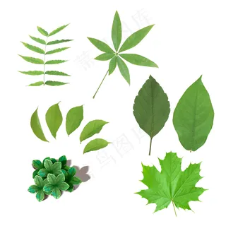 树叶图片 树叶图片