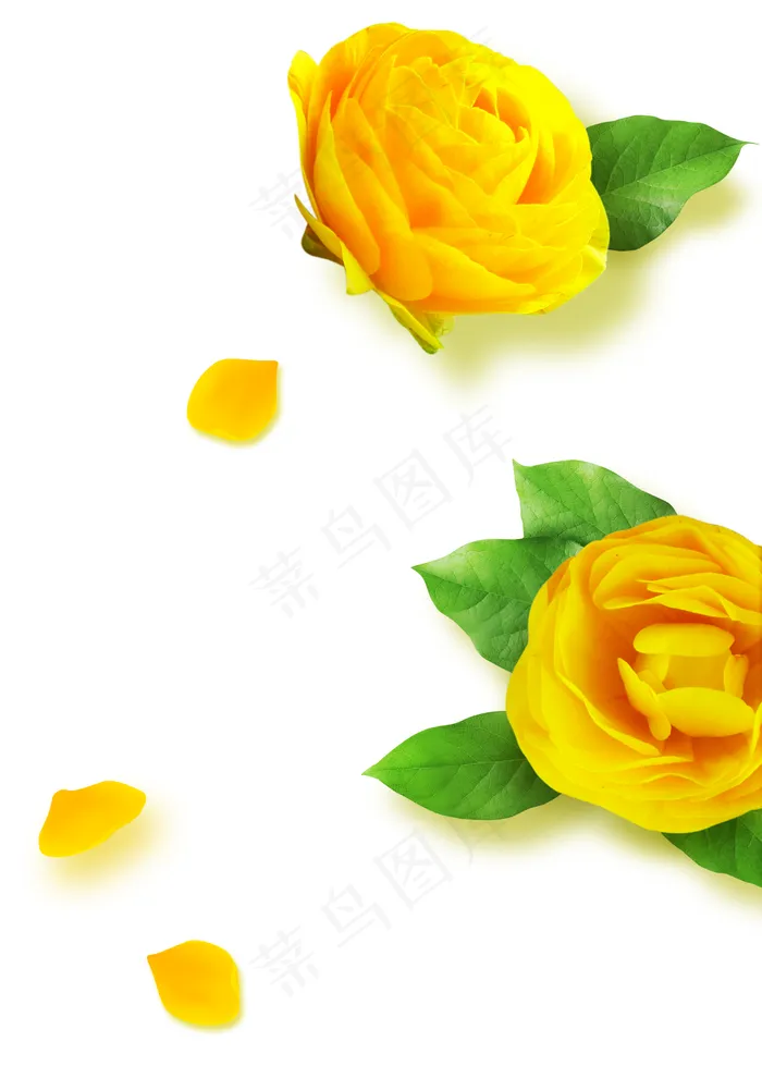 花朵图片(2480x3508)psd模版下载