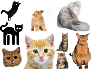 猫png免扣高清素材图片