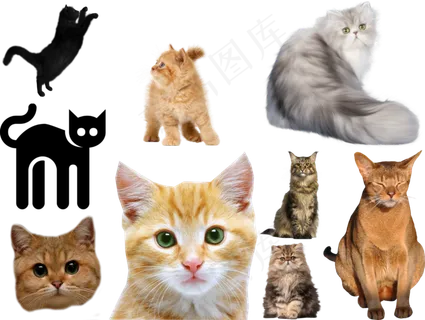 猫png免扣高清素材图片 猫png免扣高清素材图片