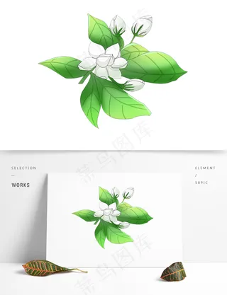 手绘茉莉花图片