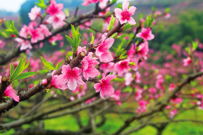 桃花图片