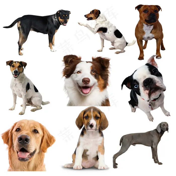 狗png免扣图片(3780x3780)psd模版下载