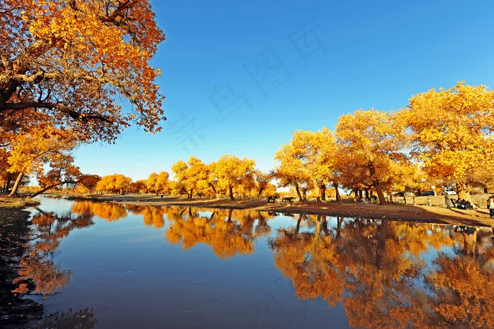 额济纳胡杨图片