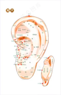 养生耳穴图图片