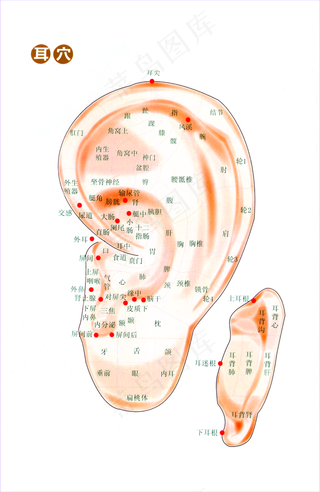 养生耳穴图图片