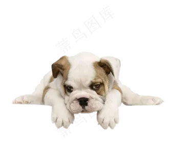 动物狗  免扣图片