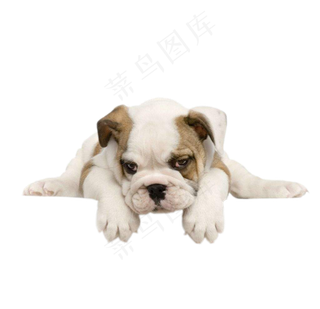 动物狗  免扣图片