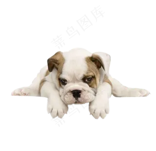 动物狗  免扣图片