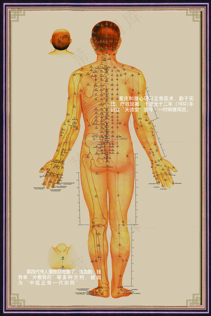 人体穴位图图片(3543x5315)psd模版下载
