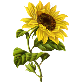 向日葵图片