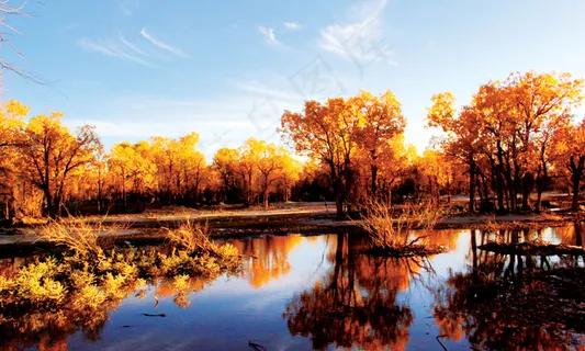 金秋胡杨图片 金秋胡杨图片