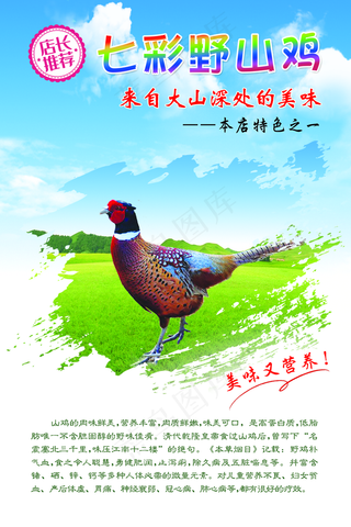 七彩野山鸡图片